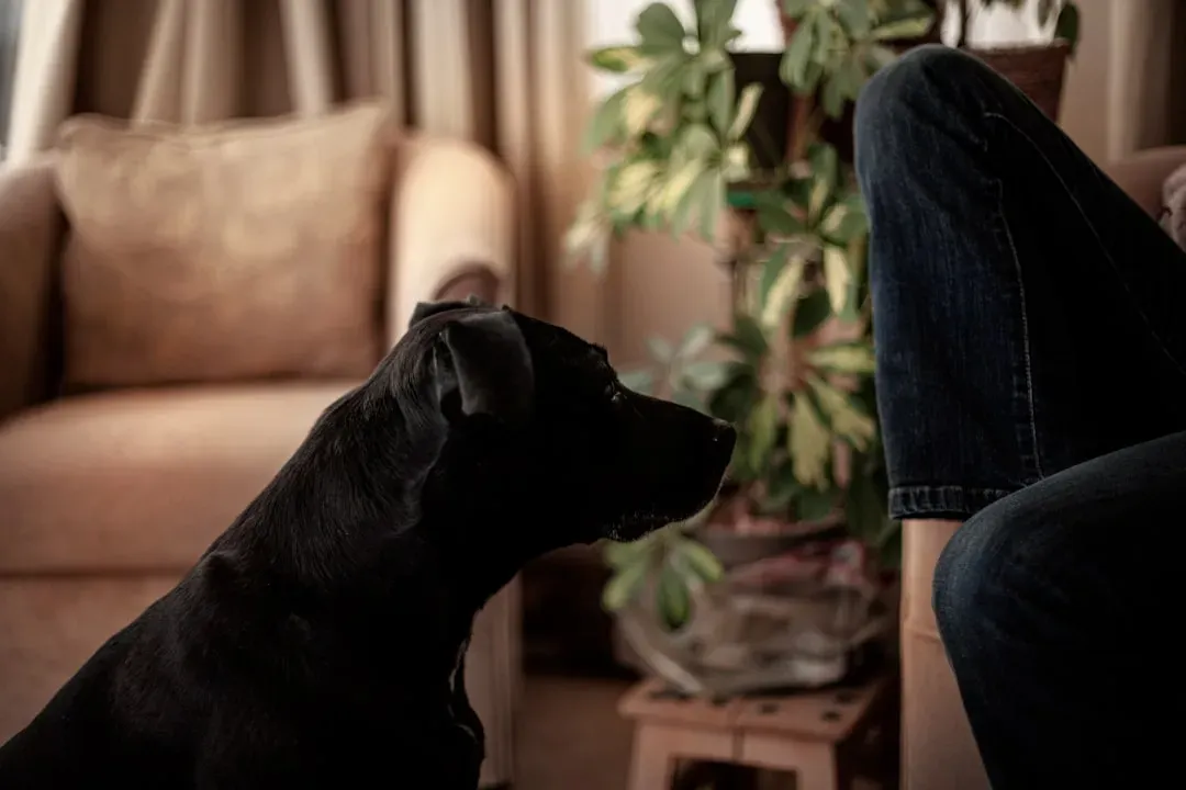 Your Dog Notices When Your Routine Is Even Slightly Off (Image Credits: Unsplash)