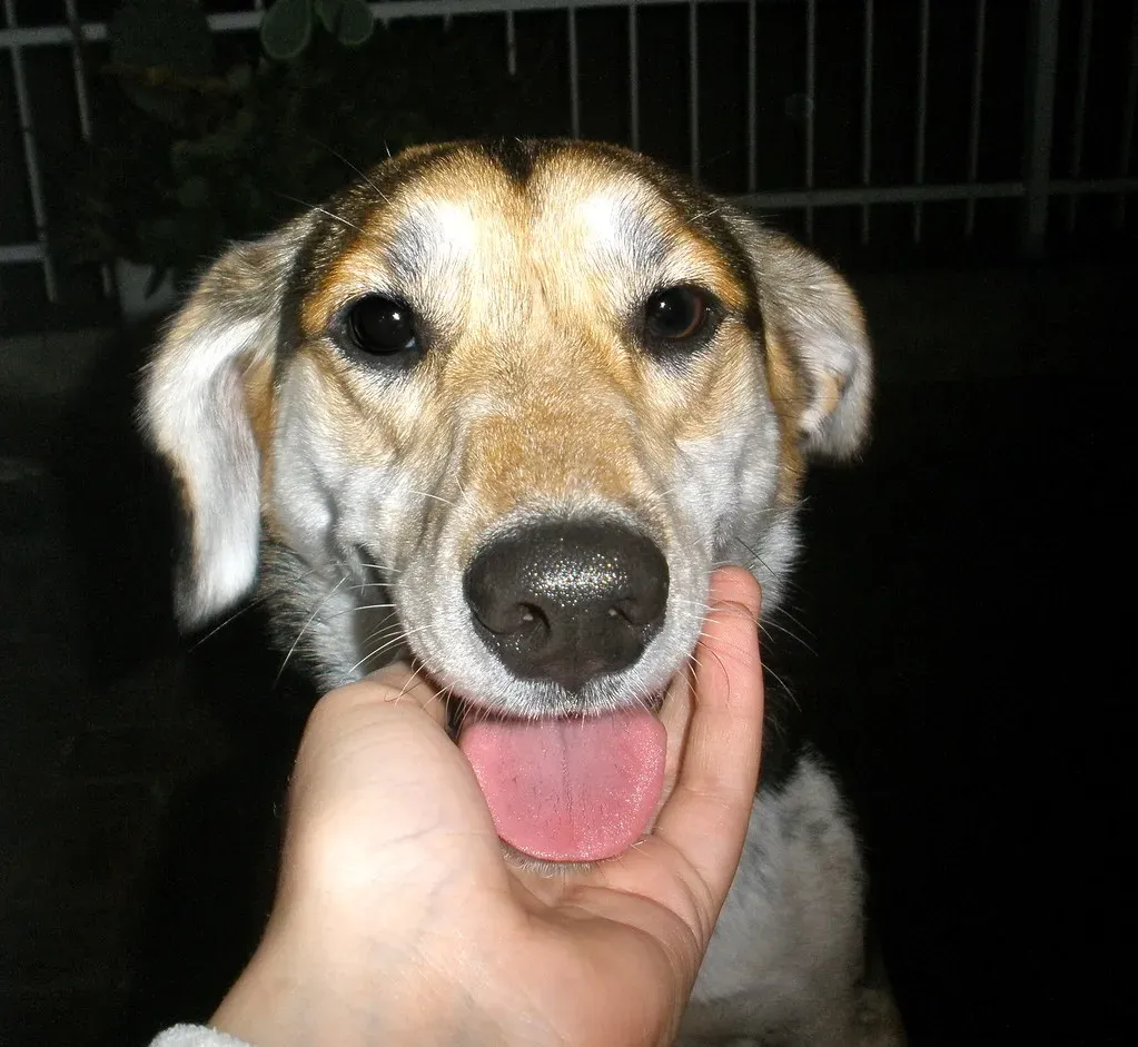 Stay Alert for Lost Pets and Update Identification (Image Credits: Flickr)