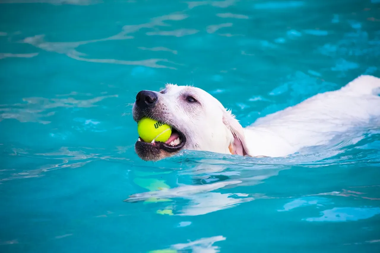 Labrador Retriever: The Water-Loving Legend (Image Credits: Pixabay)