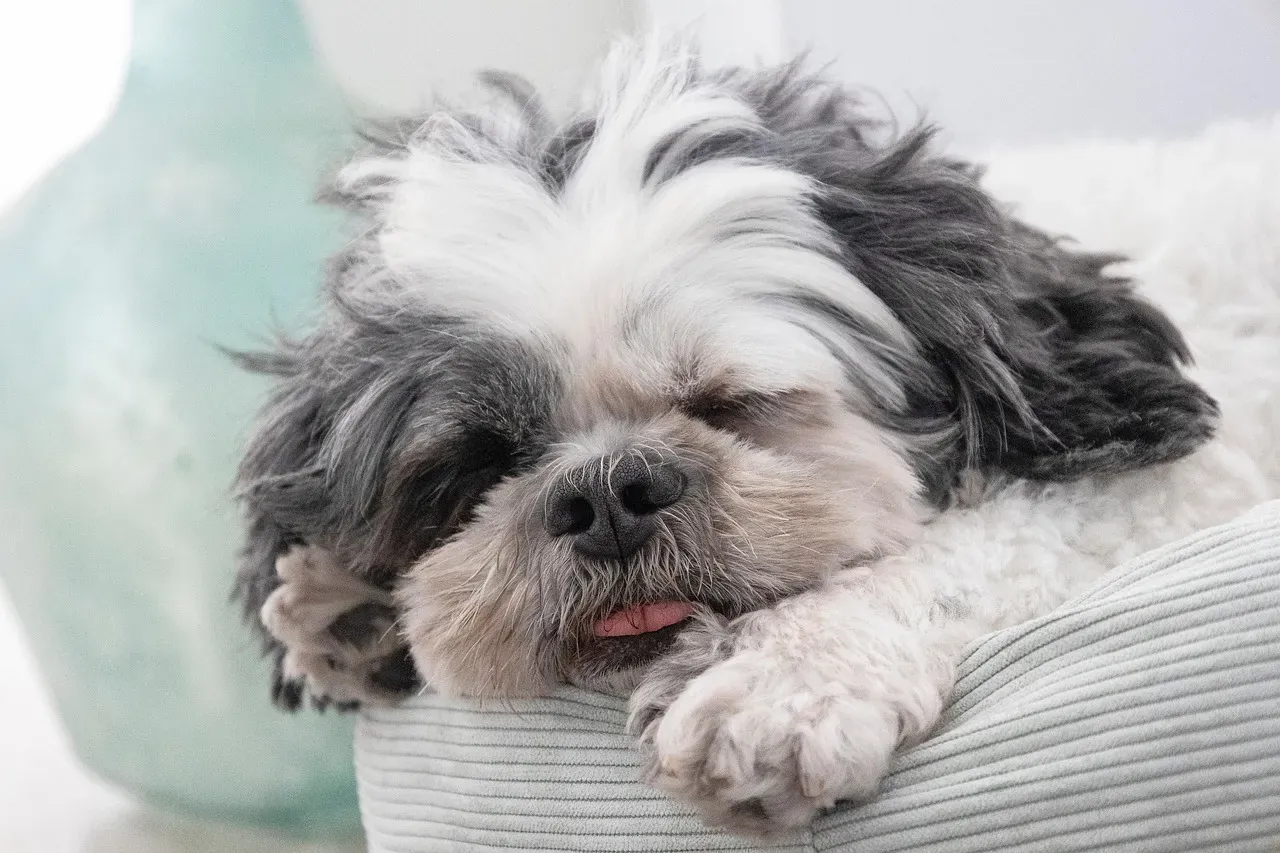 5. Shih Tzu: The Little Lion With a Long Reign (Image Credits: Pixabay)