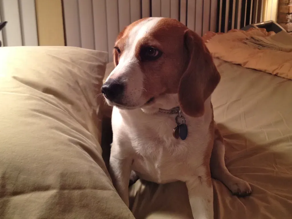 1. Beagle: The Melodic Announcer (Image Credits: Flickr)