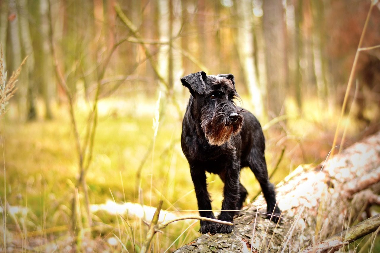 Miniature Schnauzer: The Bearded Boss (Image Credits: Pixabay)