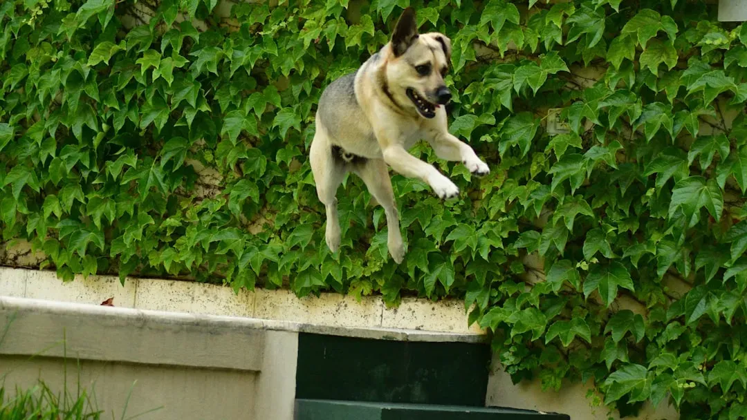 Jumping Up and Pawing Are Love Letters Written in Dog Language (Image Credits: Unsplash)