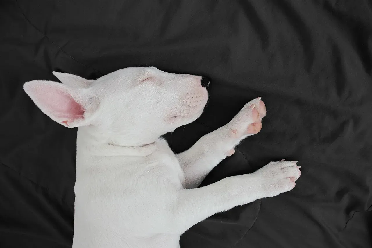 1. When Your Dog Is Deep in REM Sleep and Twitching Like Crazy (Image Credits: Pixabay)