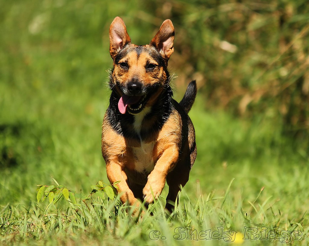 Playful Energy and Zoomies (Image Credits: Flickr)