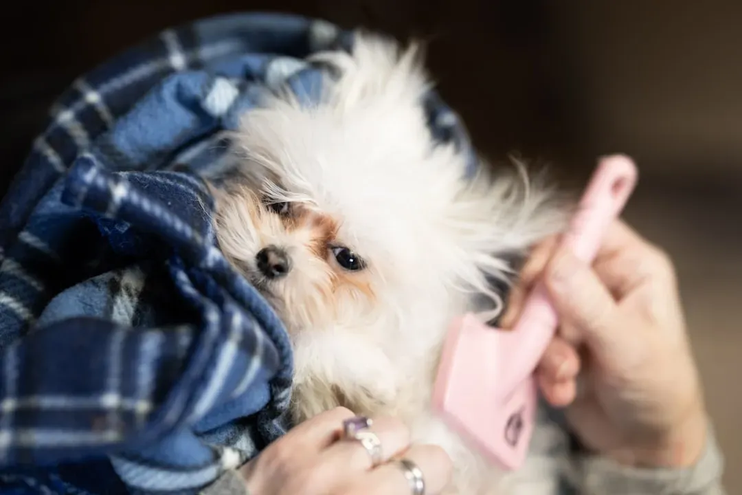 #18 - Dealing With Increased Shedding and Grooming Neglect (Image Credits: Unsplash)
