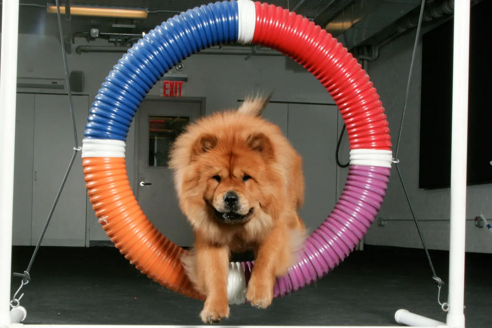 3. Chow Chow: A Winter Dog in a Summer State (Flickr: Dog Agility, CC BY 2.0)