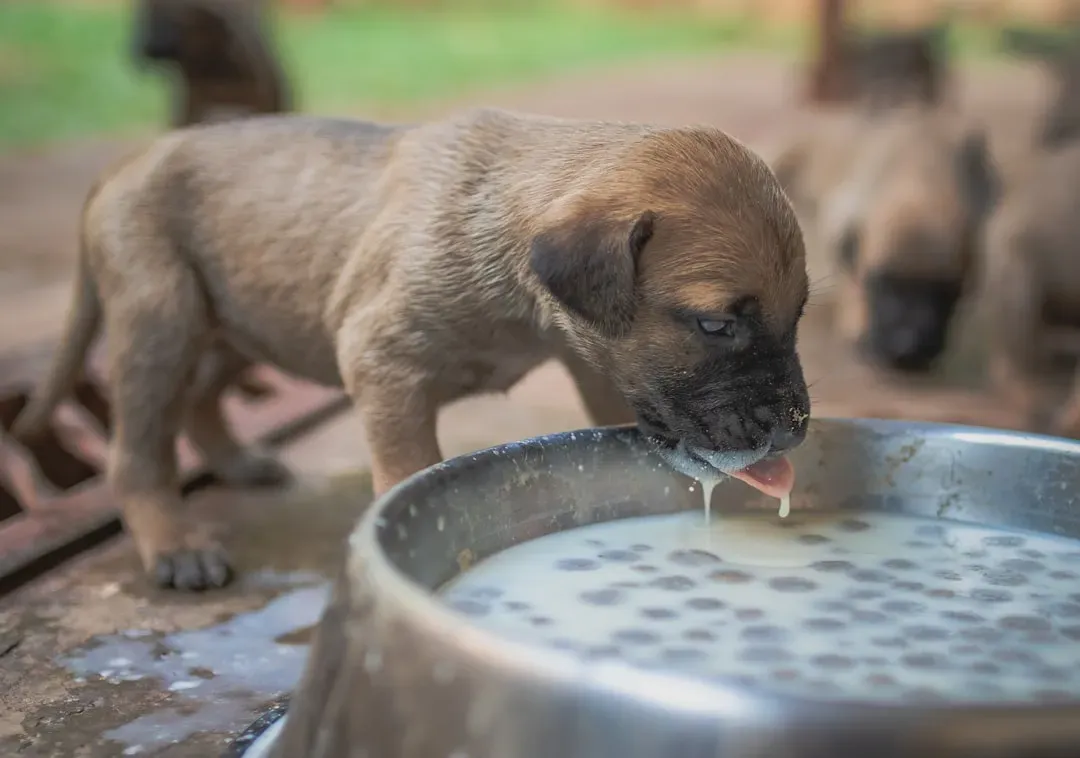 Overfeeding or Feeding Incorrect Portions (Image Credits: Unsplash)