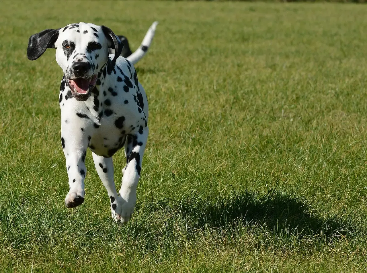 Dalmatian: The Spotted Tornado (Image Credits: Pixabay)