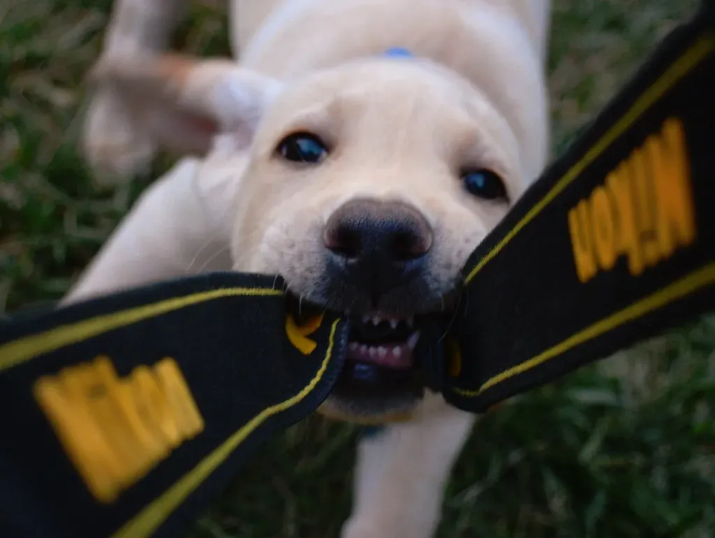 Behavior Problems Don't Magically Disappear (Image Credits: Flickr)