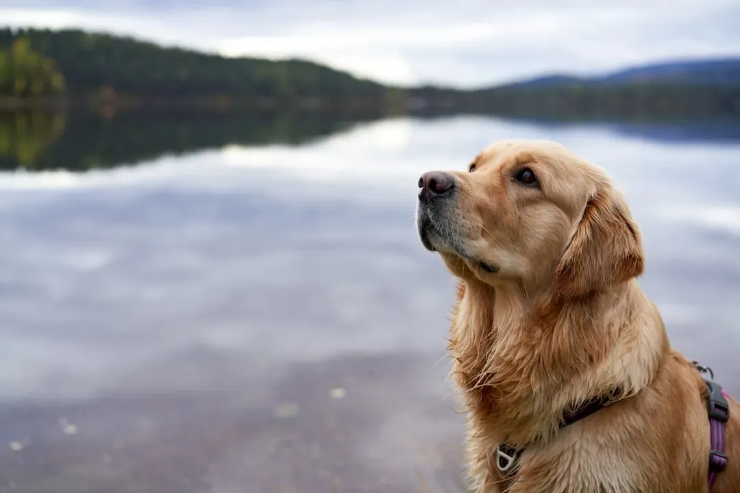 How Calm Dogs Provide Emotional Stability (Image Credits: Unsplash)