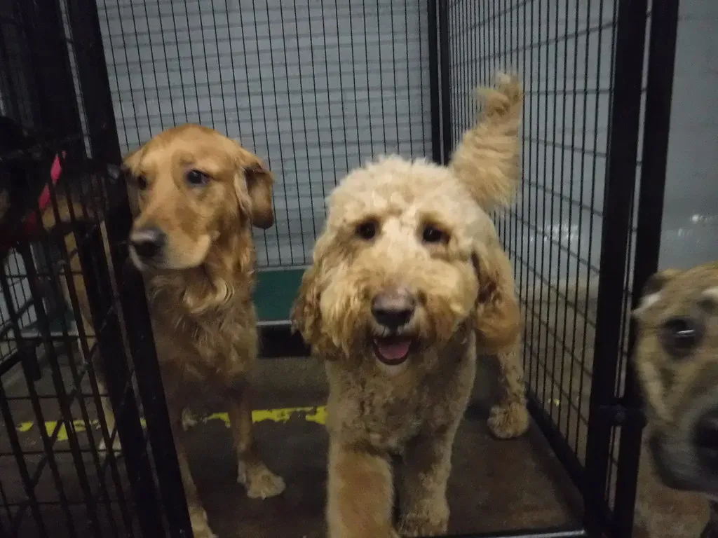 4. Install Sturdy Pet Gates (Canine To Five, Flickr, CC BY 2.0)