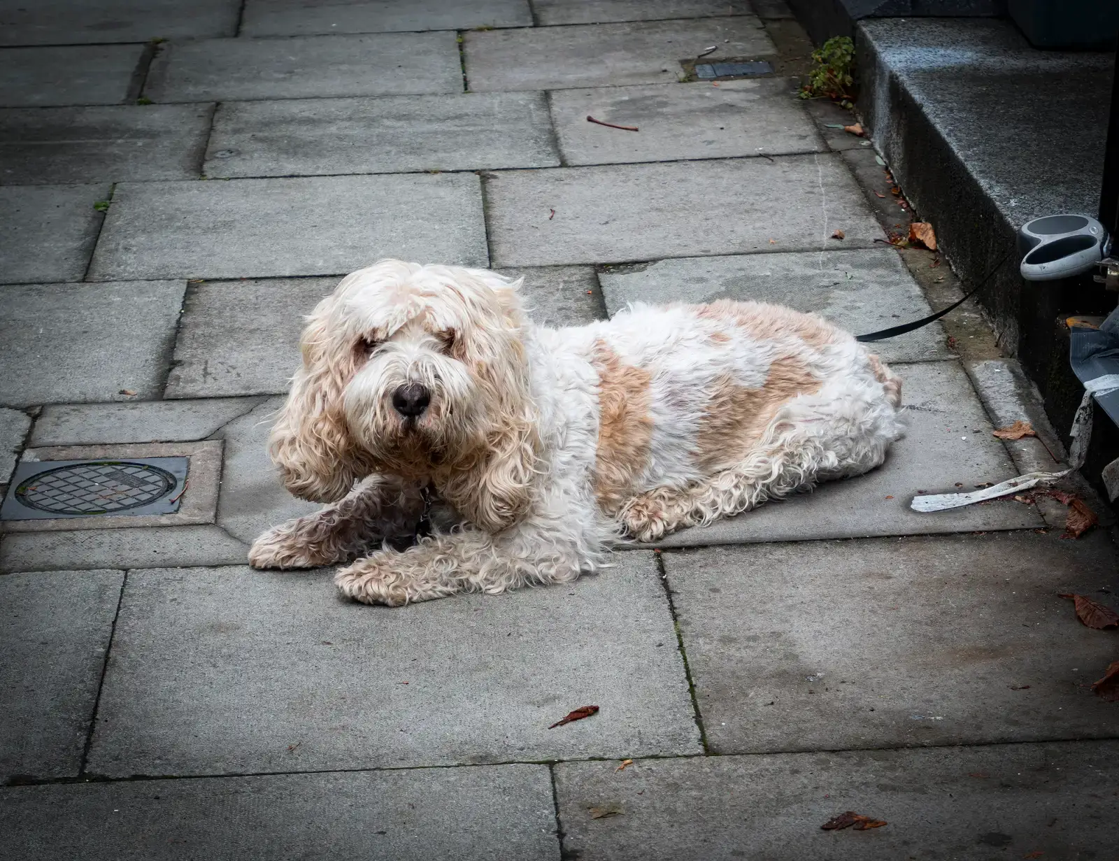 The Lion Or Sphinx Stance (By London Less Travelled, CC BY 2.0)