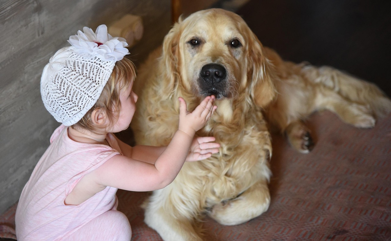 How Dogs Process Acts of Kindness (Image Credits: Pixabay)