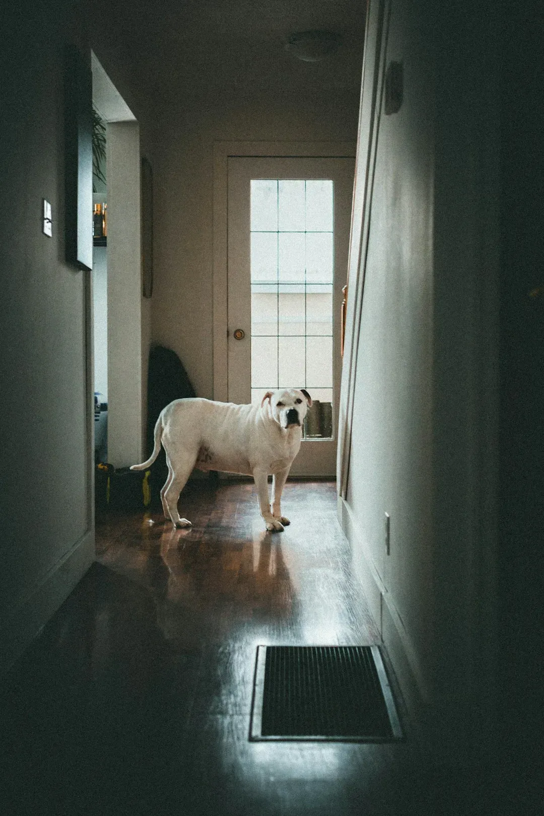 Marking Territory Inside The House (Image Credits: Unsplash)