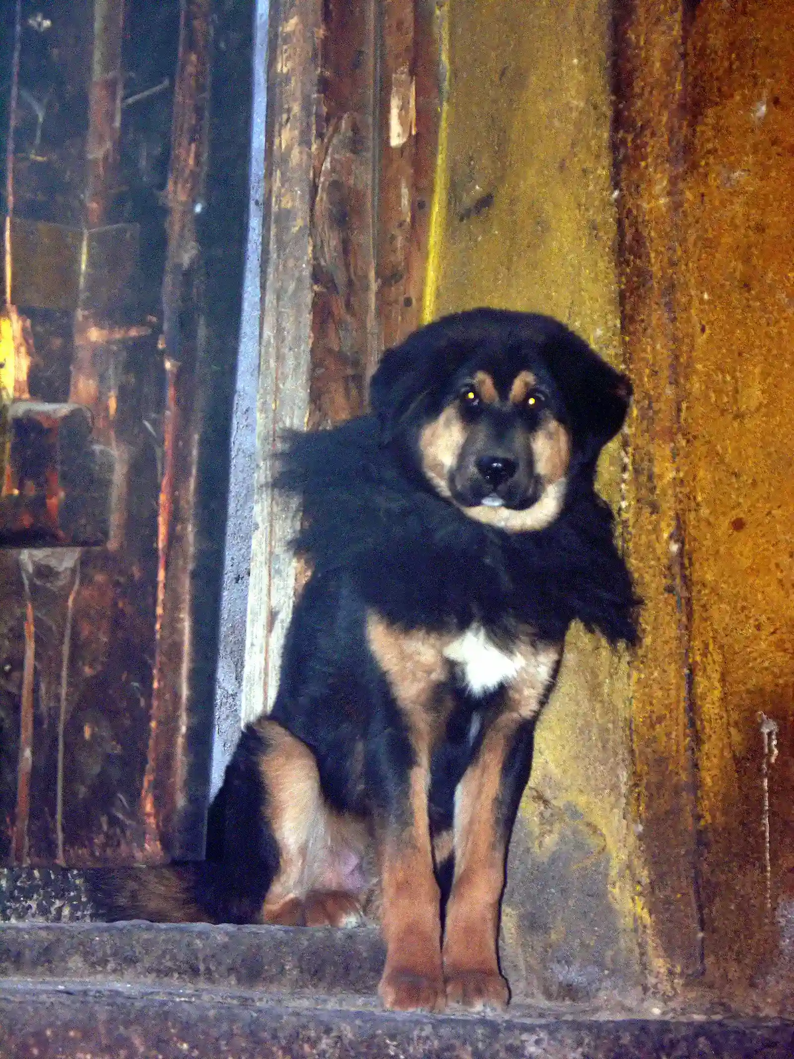 Tibetan Mastiff (Image Credits: Wikimedia)