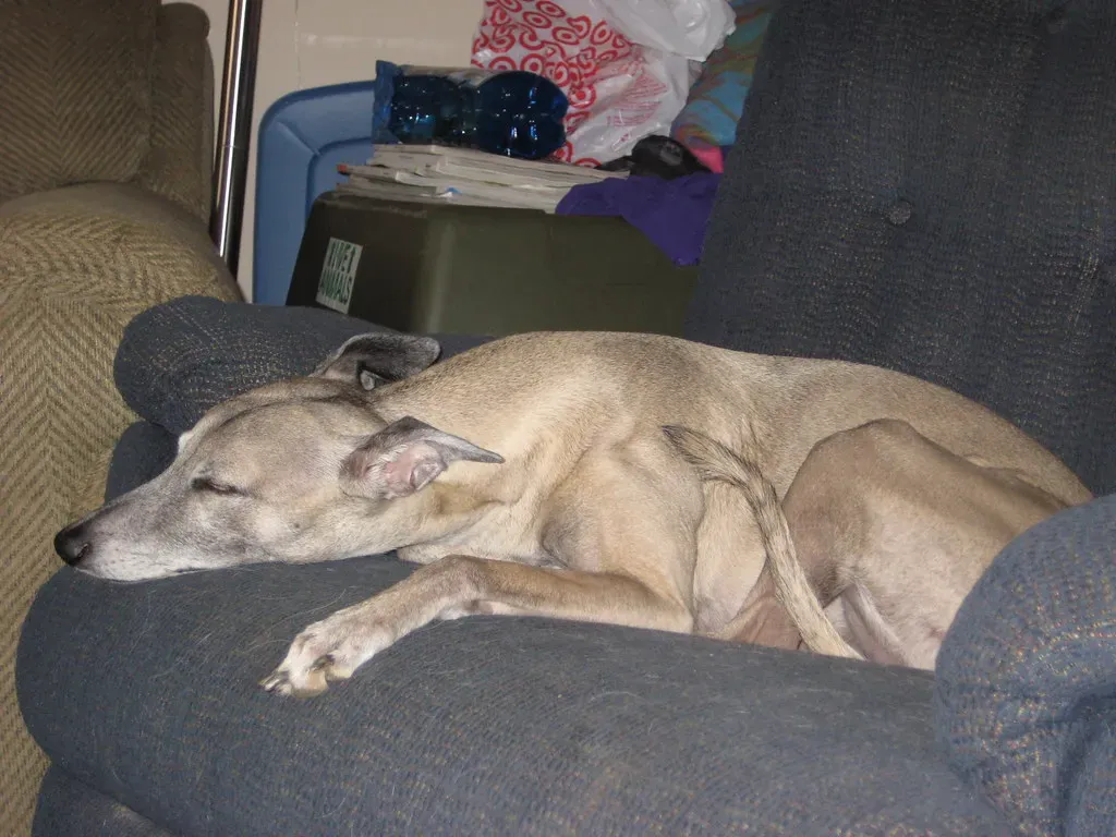 Whippet: The Couch-Loving Sprinter (Image Credits: Flickr)