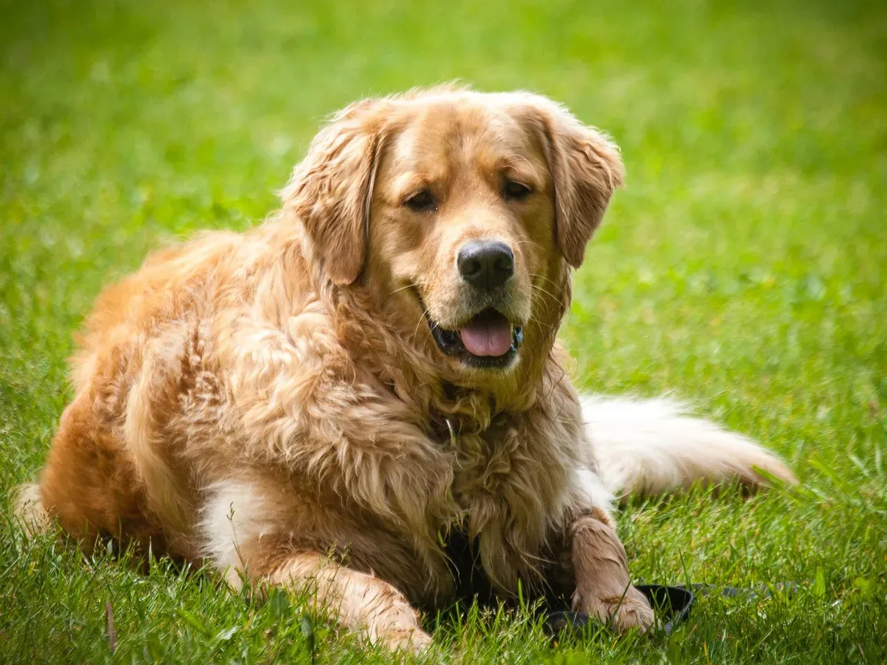 Milo (Image Credits: Pixabay)