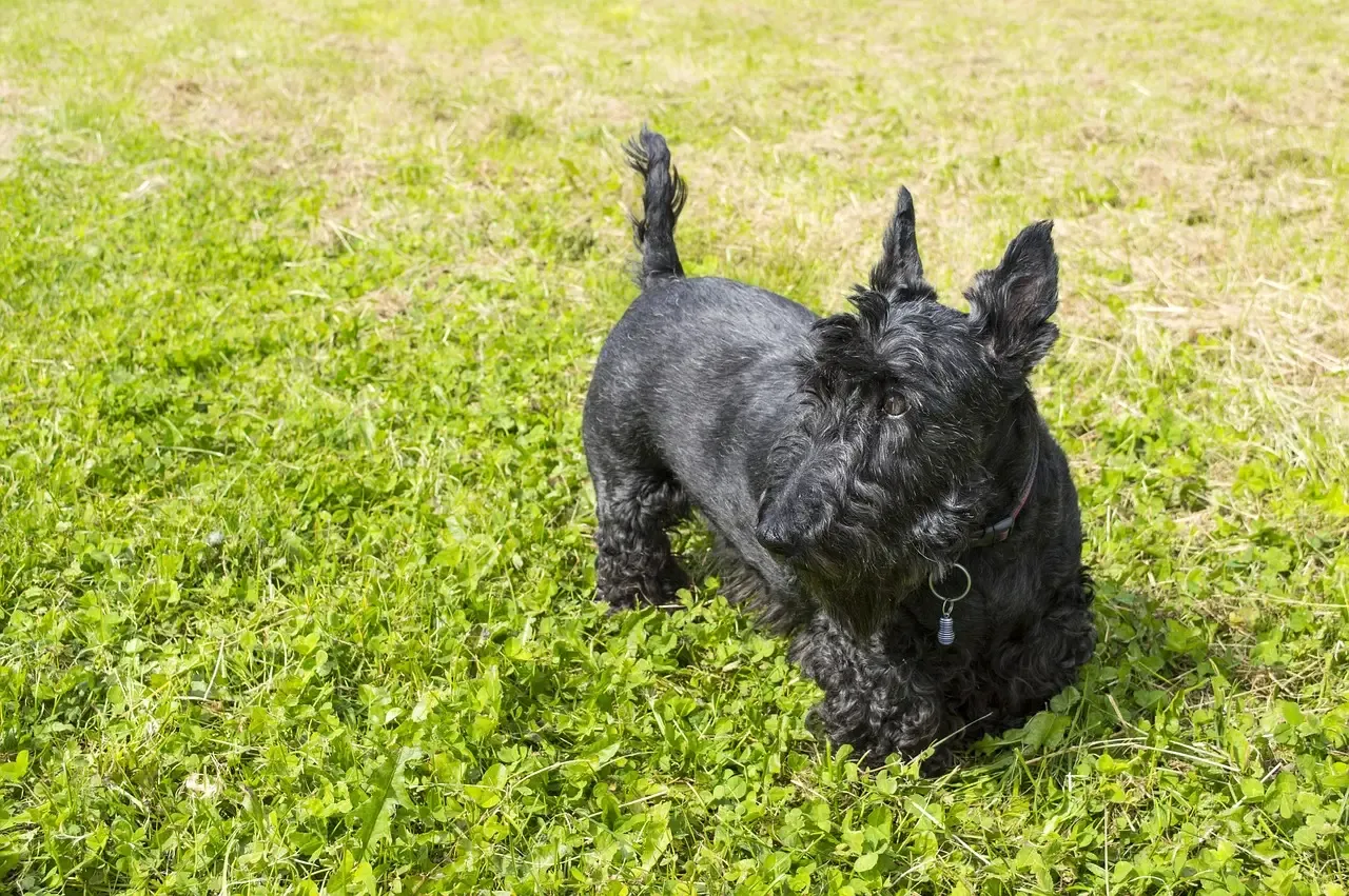 5. Scottish Terrier (Image Credits: Pixabay)