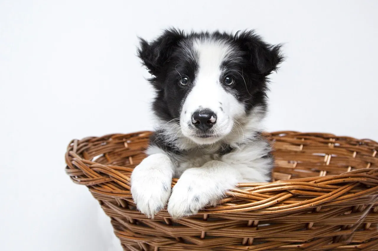 Collie (Image Credits: Pixabay)