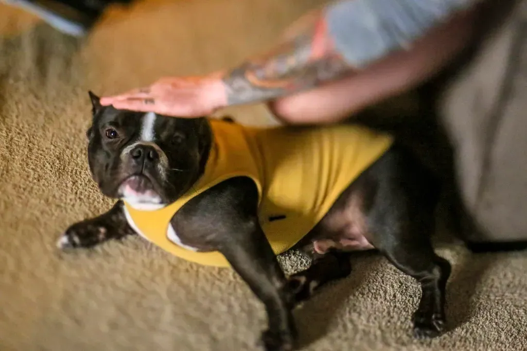 When Quirks Cross Into Concern and Need Attention (Image Credits: Rawpixel)