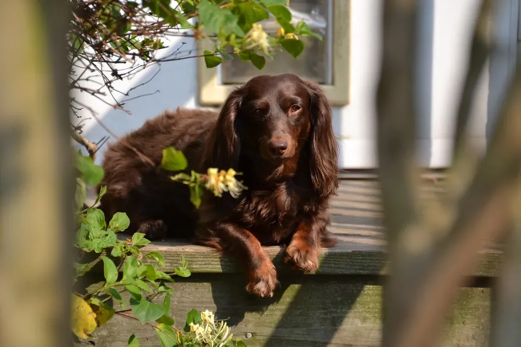 7. Scratching or Pacing at the Door (Tobyotter, Flickr, CC BY 2.0)