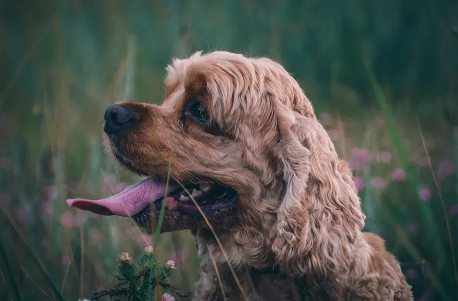 Libra: The Cocker Spaniel – Gentle Charm for a Soul That Hates Conflict (Image Credits: Pexels)