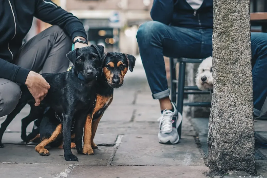 They Check In With You During Walks or Adventures (Image Credits: Unsplash)