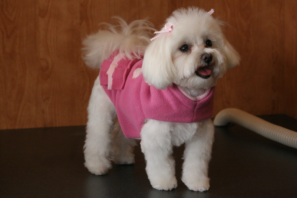 Master The Daily Grooming Routine (Image Credits: Flickr)