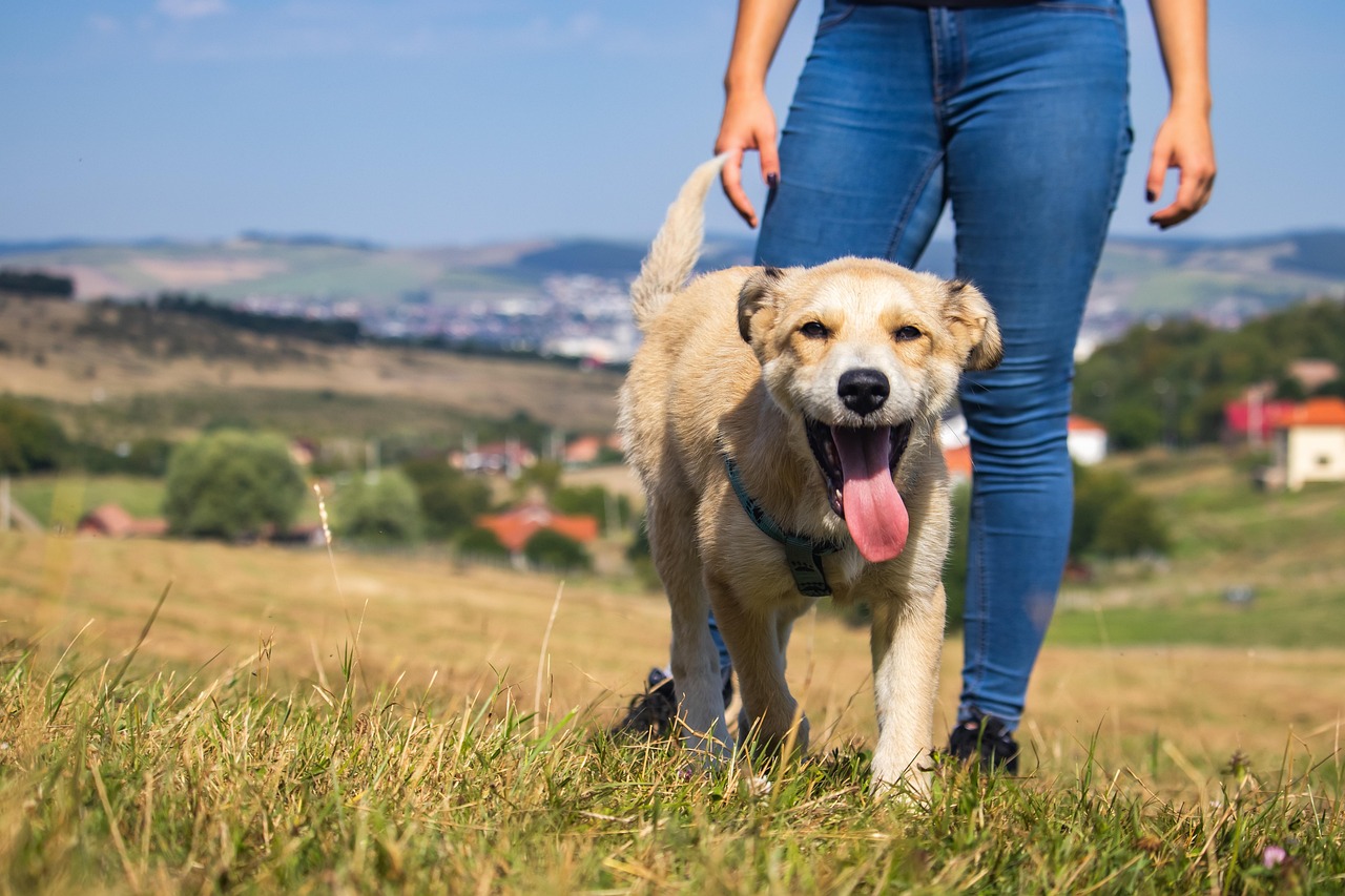 Encourages Physical Activity and Fresh Air (Image Credits: Pixabay)