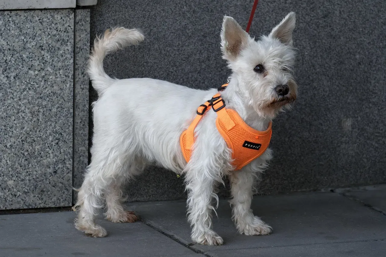 They Wait for Your Permission Before Moving (Image Credits: Pixabay)