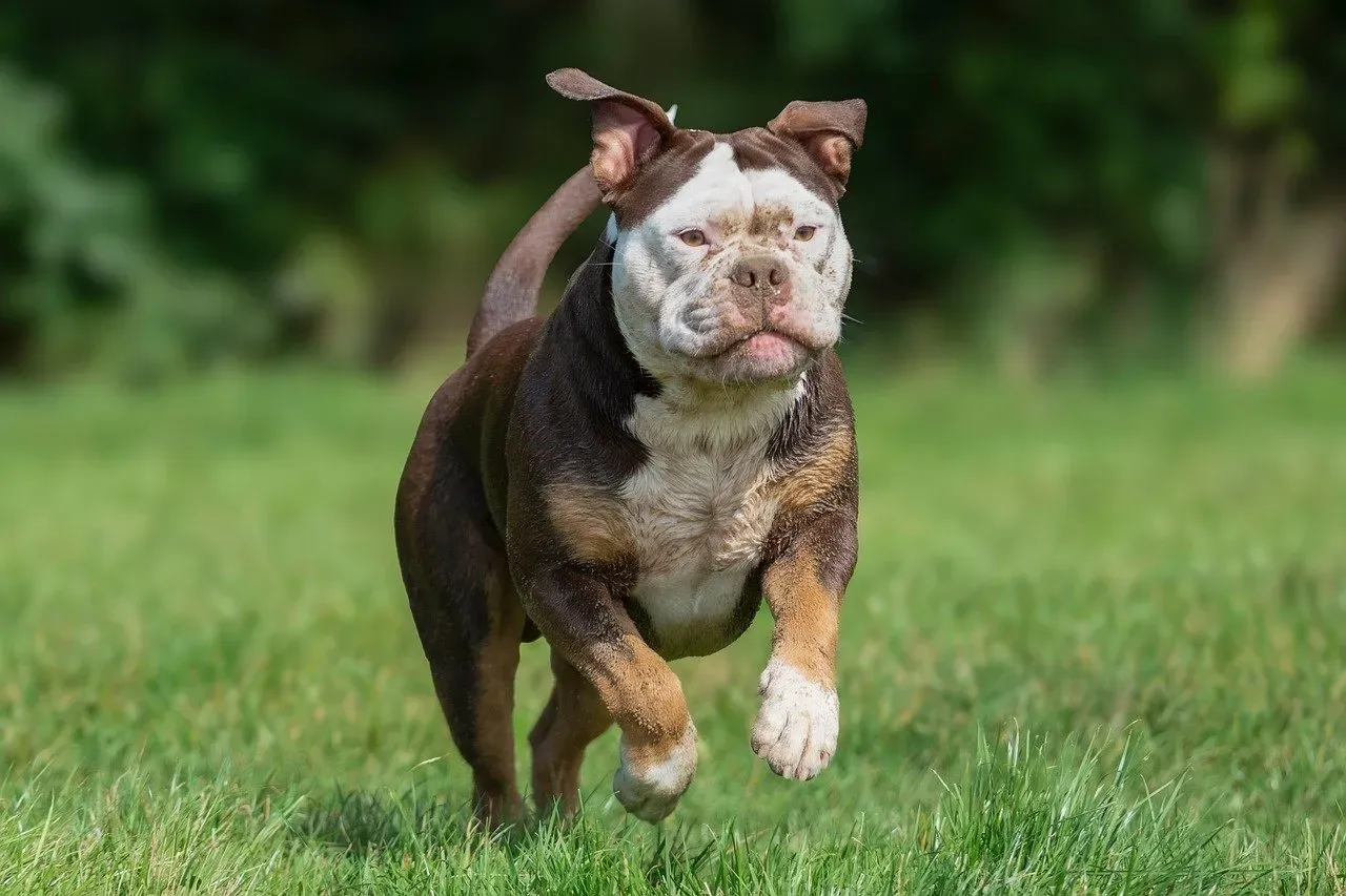 Petting Your Dog When They Jump Up (Image Credits: Pixabay)