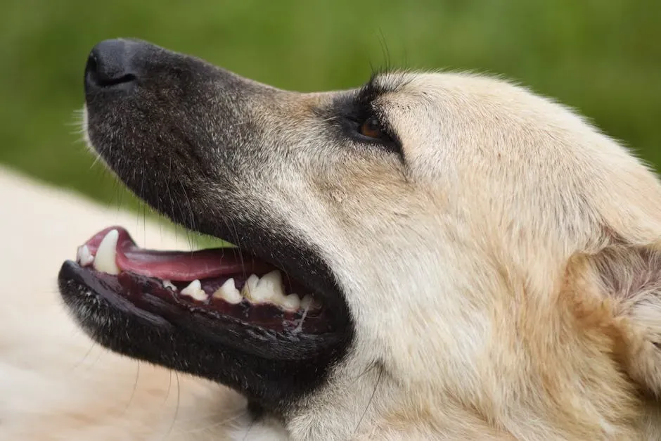 4. Bright Red, Pale, or Discolored Gums (Image Credits: Pexels)