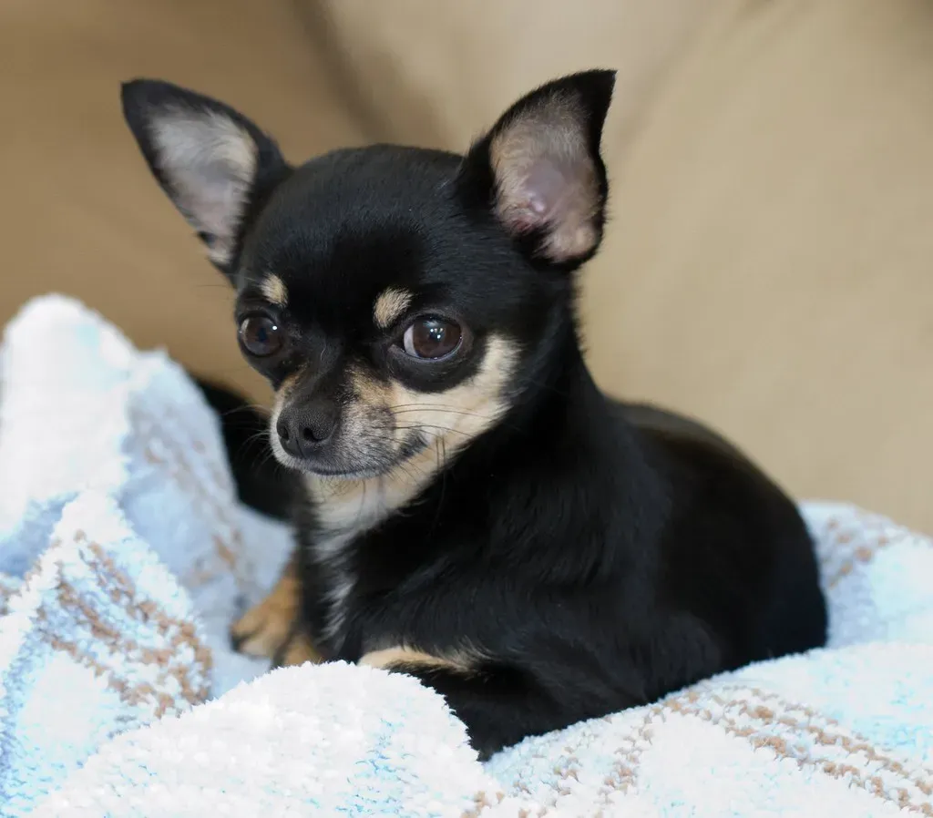 14. Chihuahua: Big Feelings in a Tiny Package (whatjeanlikes, Flickr, CC BY 2.0)
