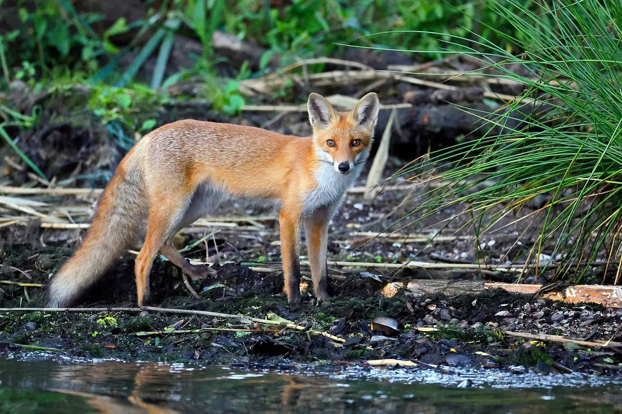 Ecosystem Services Collapse When Foxes Leave (Image Credits: Pixabay)