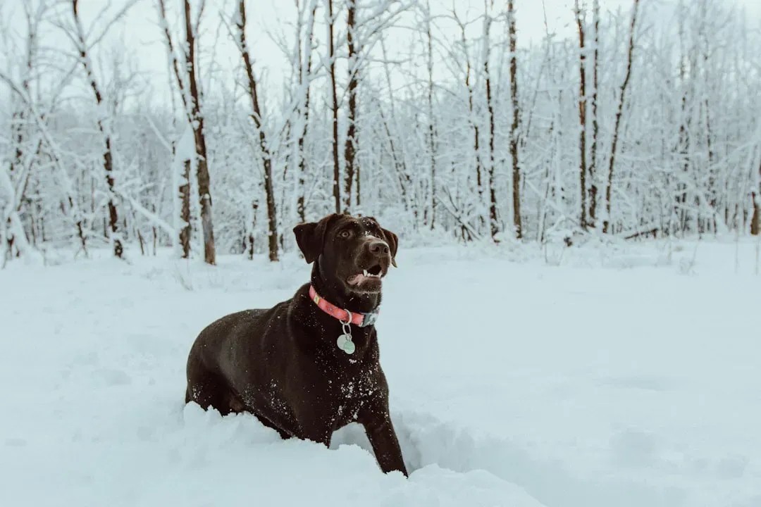 Posture, Weight Shift, And The “Freeze Before The Storm” (Image Credits: Unsplash)