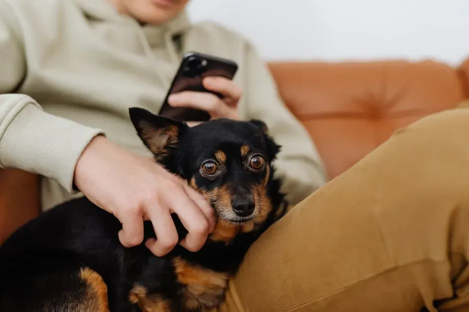 #10 - Demanding Attention at the Worst Possible Moments (Image Credits: Pexels)