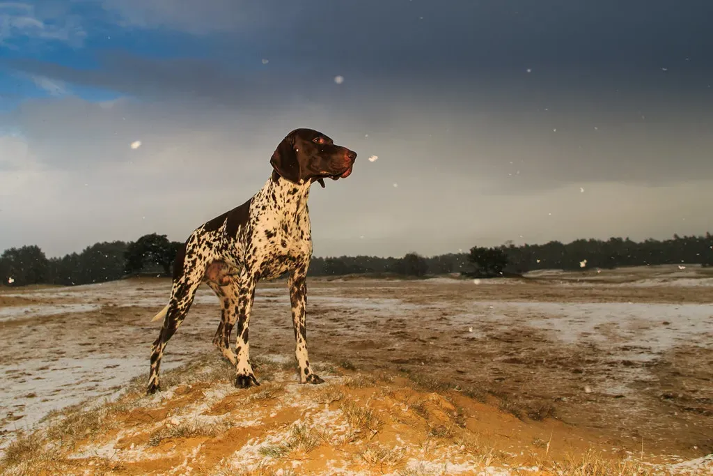6. German Shorthaired Pointer: The Tireless Field Companion (haroldmeerveld, Flickr, CC BY 2.0)