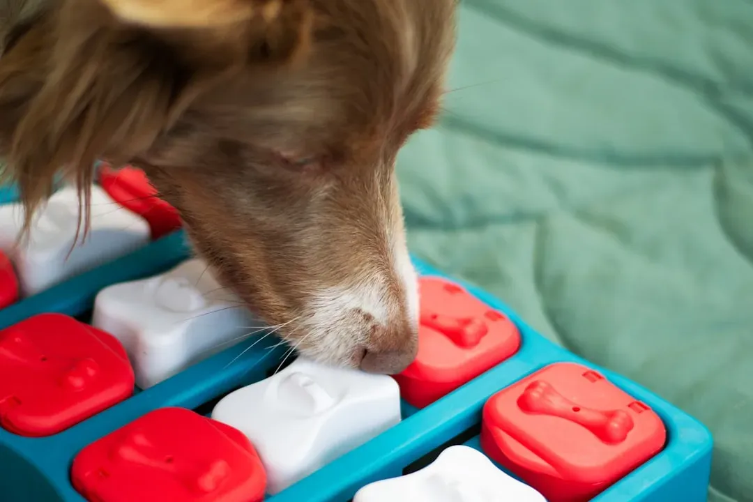3. Mental Stimulation That Fits Their New Pace (Image Credits: Unsplash)