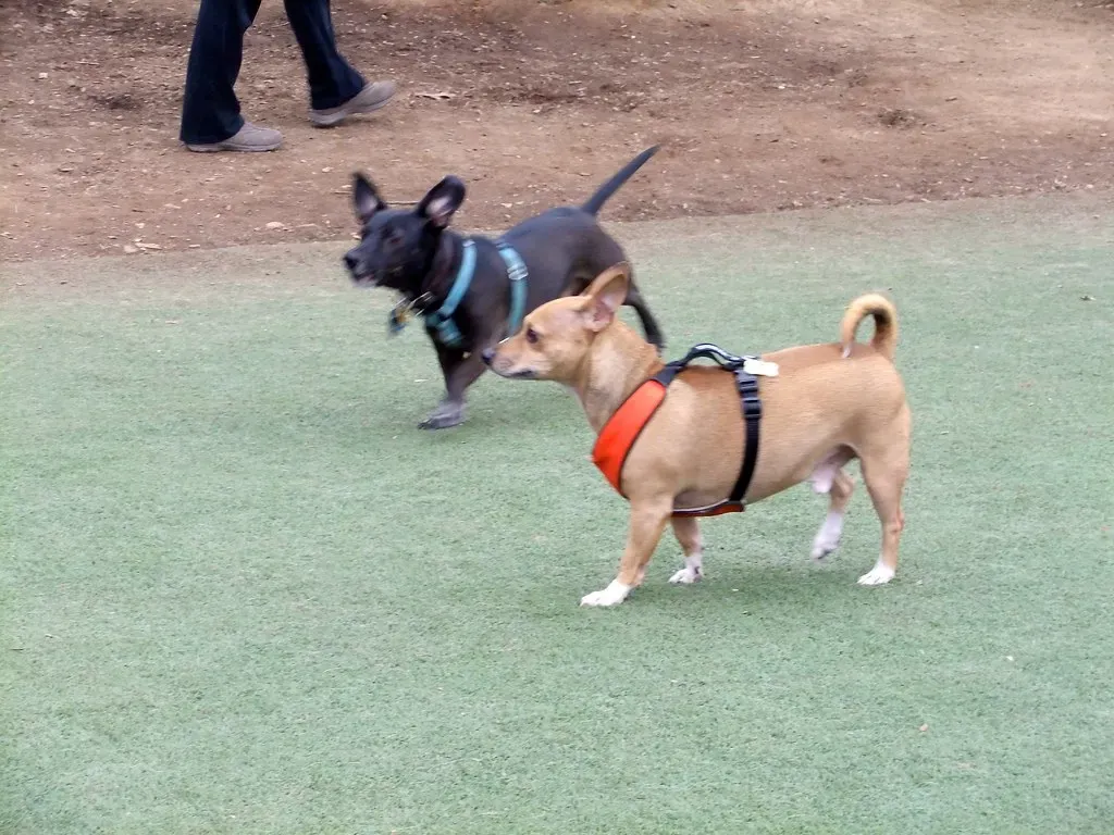 Watch Their Body Language Like a Hawk (Image Credits: Flickr)