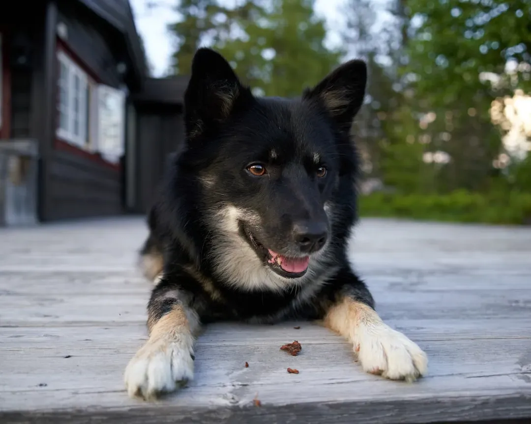 3 - Norwegian Lundehund: The Six-Toed Climber (Image Credits: Unsplash)