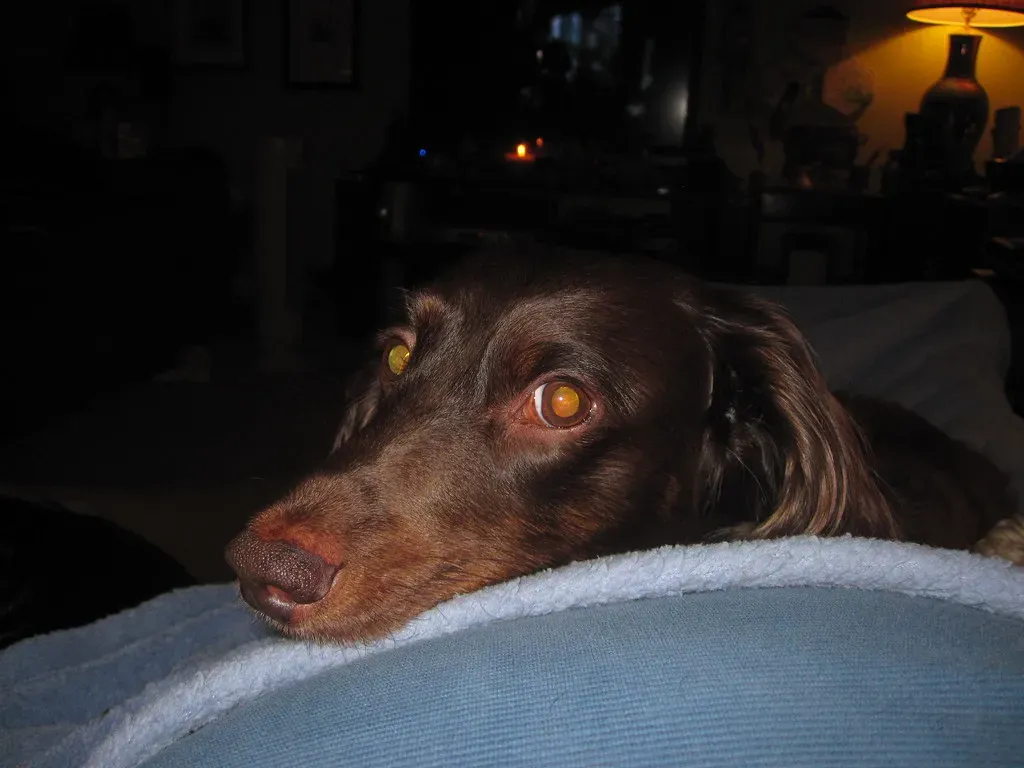 #3. They Rest Their Head in Your Lap (Tobyotter, Flickr, CC BY 2.0)