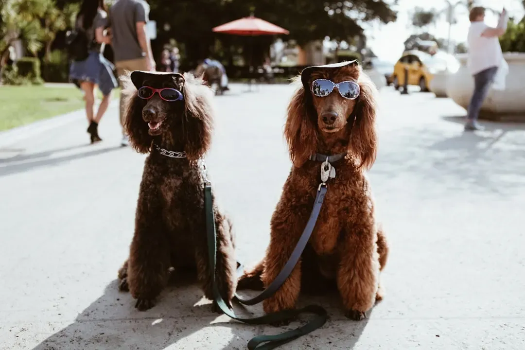 Standard Poodle: The Intelligent Overachiever (Image Credits: Unsplash)