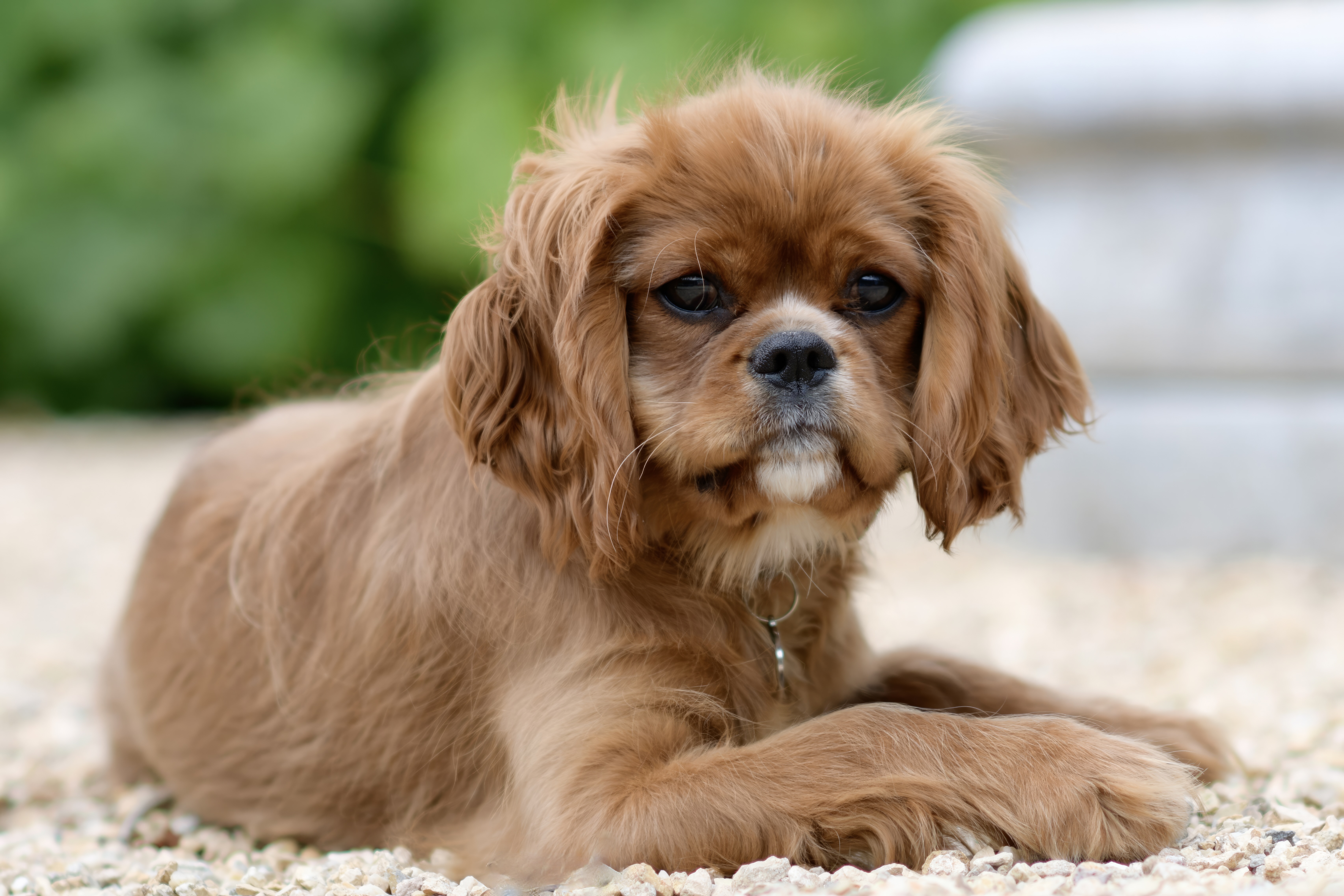 Cavalier King Charles Spaniels - The Empathetic Lap Angels (Image Credits: Wikimedia)