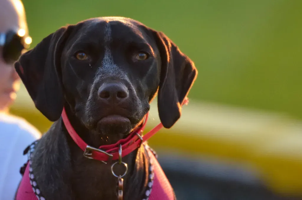 The Way Dogs Use Their Faces to Connect (Minda Haas Kuhlmann, Flickr, CC BY 2.0)