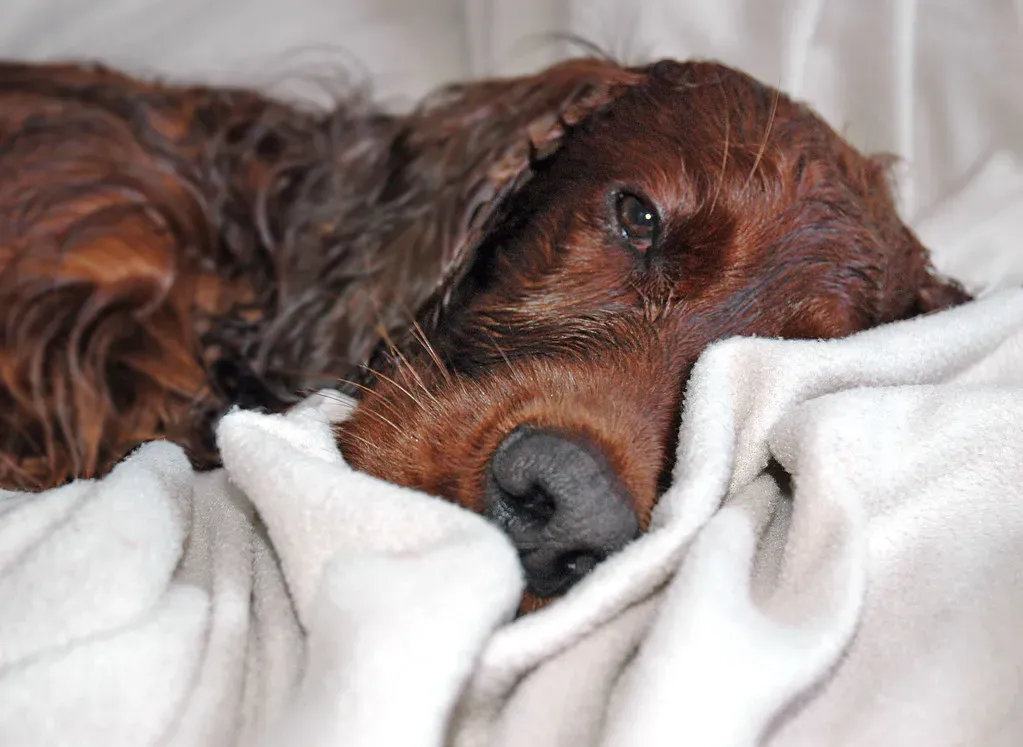 The Trauma Connection: Early Wounds That Echo Later (Image Credits: Flickr)