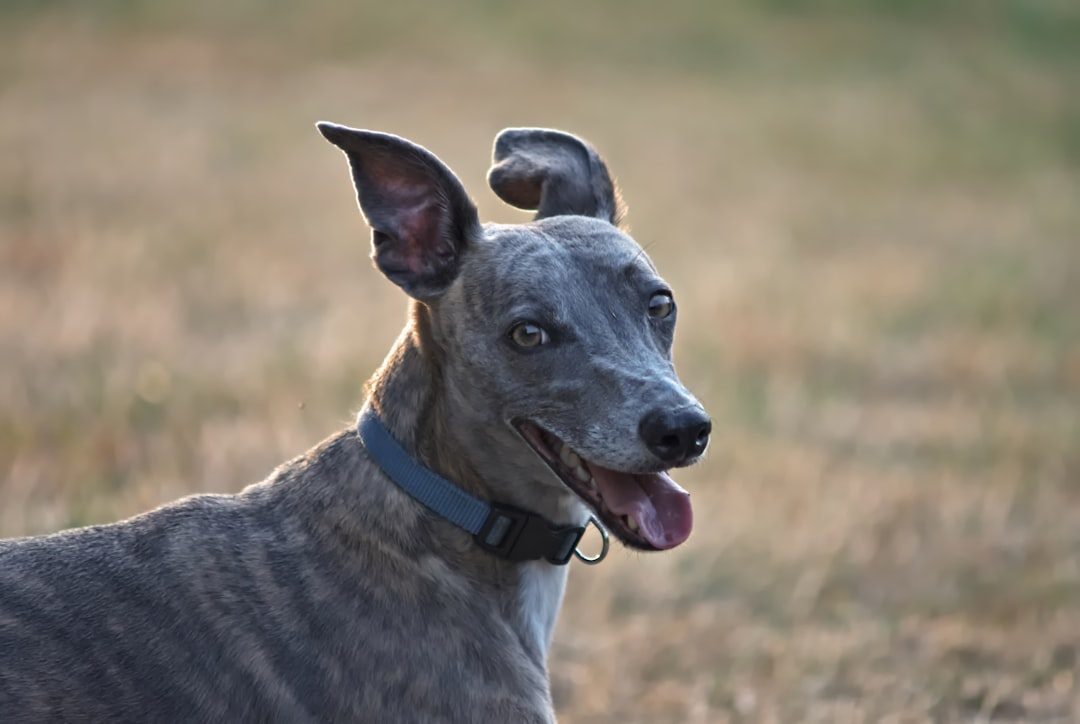 Whippets: The Gentle Speedsters (Image Credits: Unsplash)