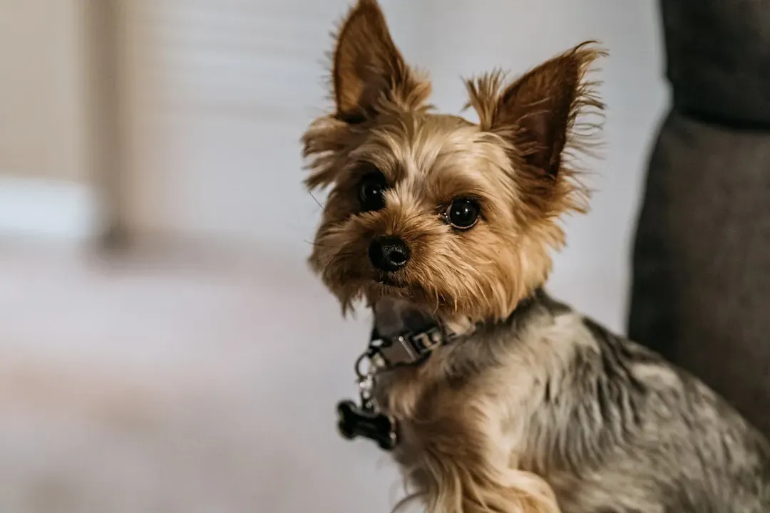 Yorkshire Terrier: The Scorpio Fierce Protector (Image Credits: Unsplash)