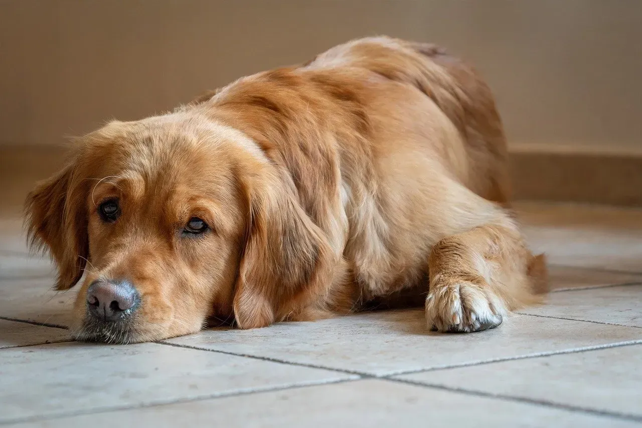 7. They Are Naturally Gentle and Never Judgmental (Image Credits: Pixabay)