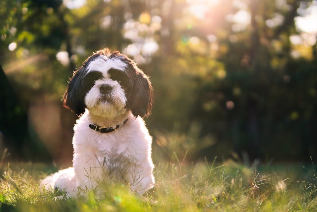 Shih Tzu: The Perfect Lap Companion (Image Credits: Unsplash)
